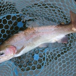 2/28　ウグイスの初鳴きを観測 ～岡崎トラウトポンド～　Lesson 14